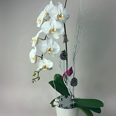 CH011-Christmas White Orchid