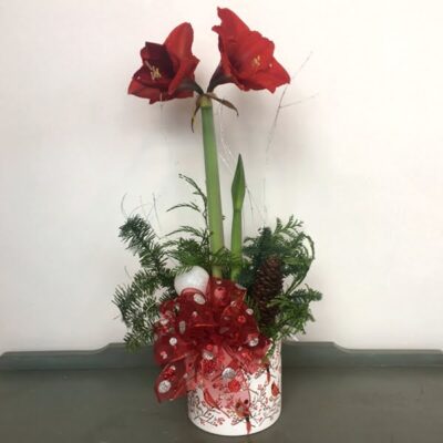 CH003 Amaryllis Christmas Plant