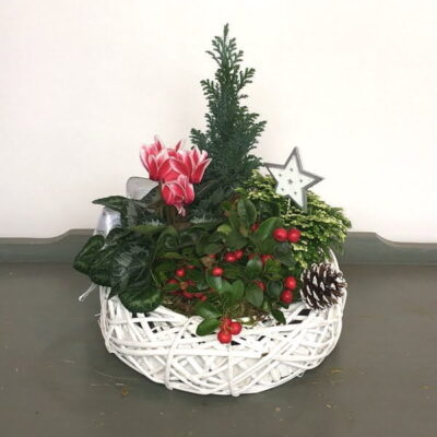 CH005 White Rock Christmas Plant