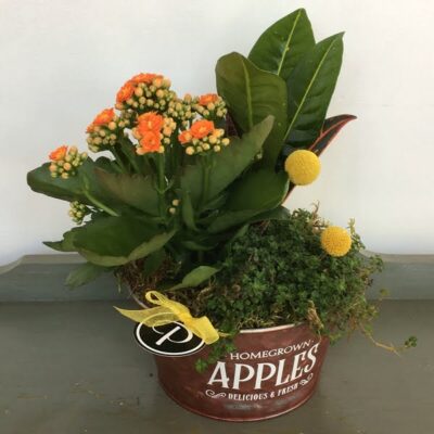 PL017 Farmers Market Plants