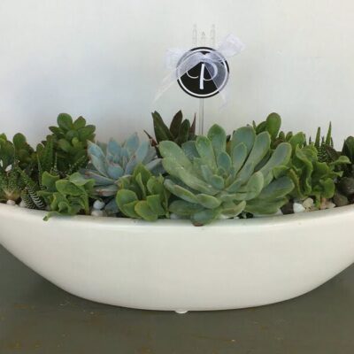 SC023 White Boat Party Succulents