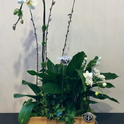OR011-Orchids