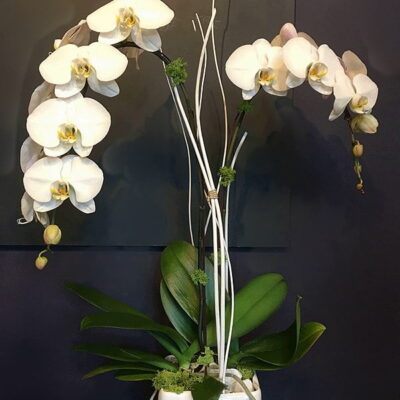 OR012-Orchids