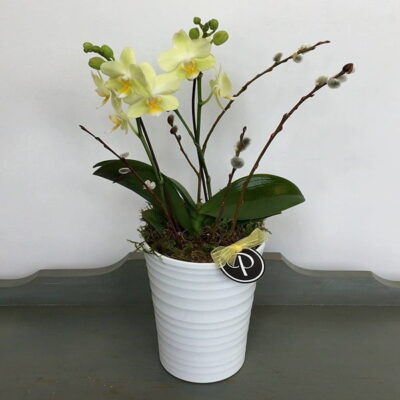 OR014 Orchids