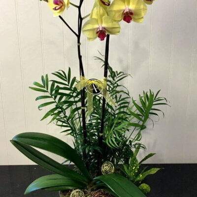 OR015-Orchids