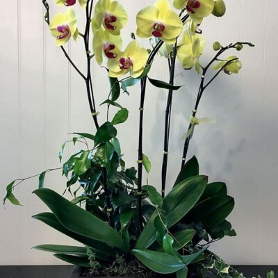 OR017-Orchids