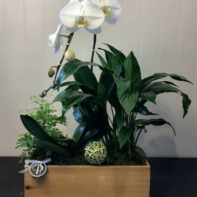 OR018-Orchids