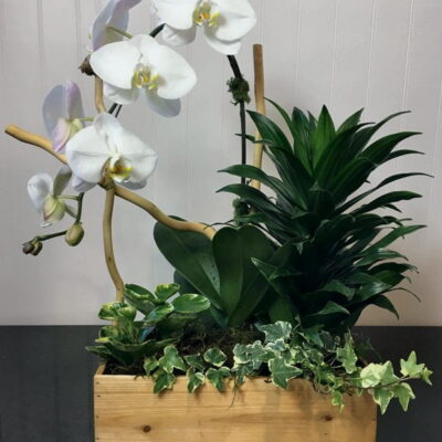 OR019-Orchids