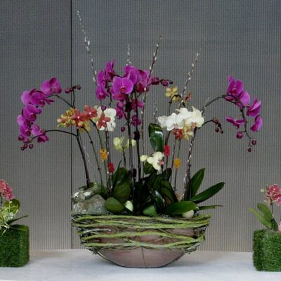 OR021-Luxury Orchid Collection