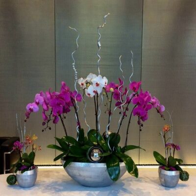 OR022-Luxury Orchid Collection
