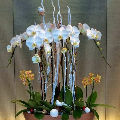 OR023-Luxury Orchid Collection