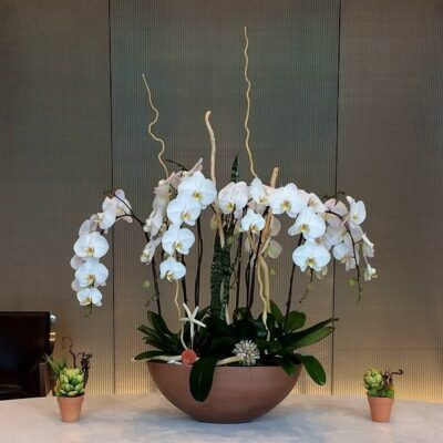OR025-Luxury Orchid Collection