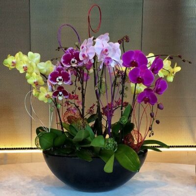 OR026-Luxury Orchid Collection