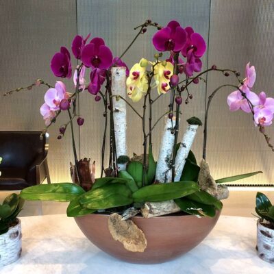 OR027-Luxury Orchid Collection
