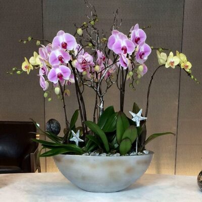 OR028-Luxury Orchid Collection