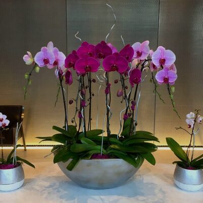 OR029-Luxury Orchid Collection