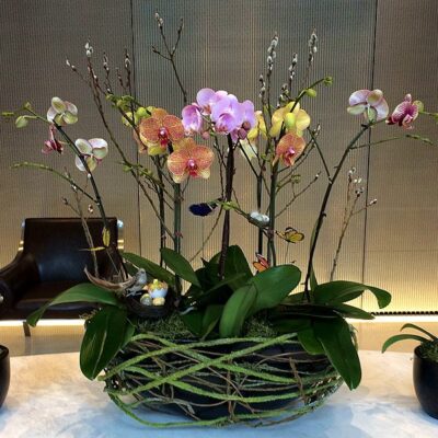 OR030-Luxury Orchid Collection