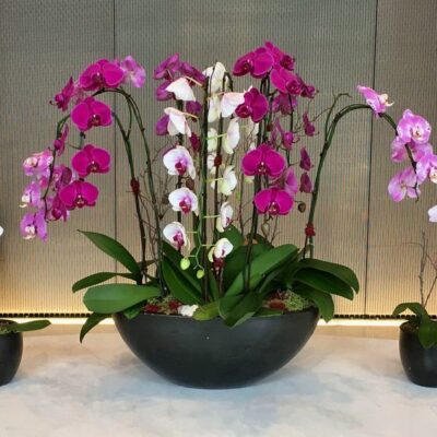 OR031-Luxury Orchid Collection
