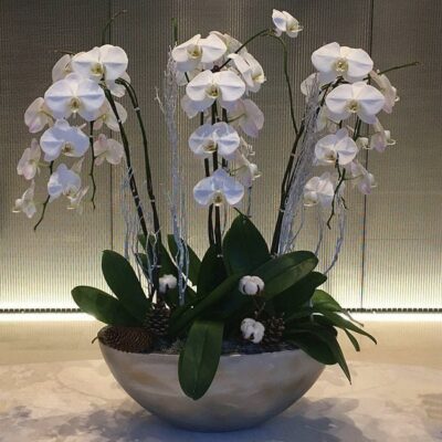OR032-Luxury Orchid Collection