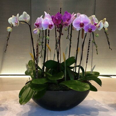 OR033-Luxury Orchid Collection