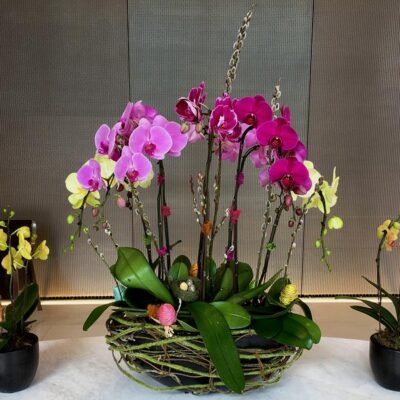 OR035-Luxury Orchid Collection