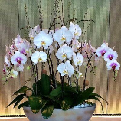 OR036-Luxury Orchid Collection