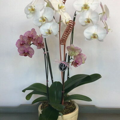 OR038-Orchid Plant