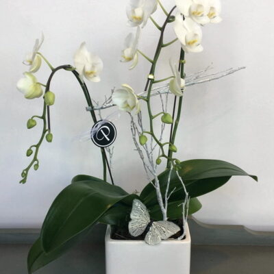 OR039 Orchid Plant