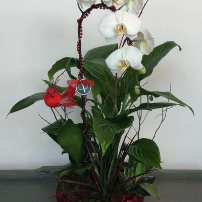 OR040- Red & White Orchid Plant