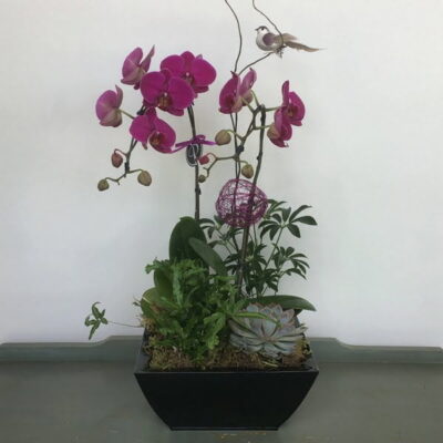 OR041 Orchid Plant
