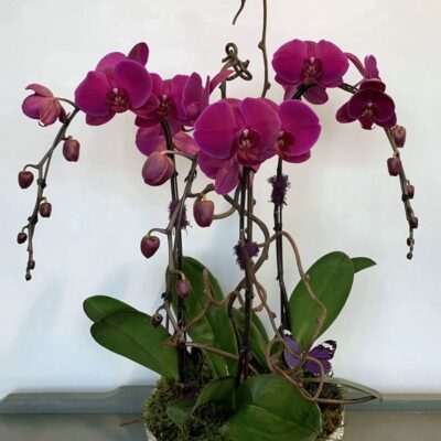 OR042 Purple Butterfly Orchid Plant
