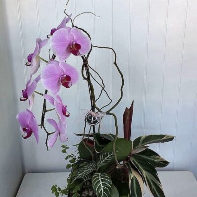 OR002-Orchids