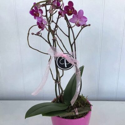 OR003-Orchids