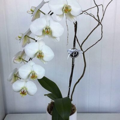 OR004-Orchids