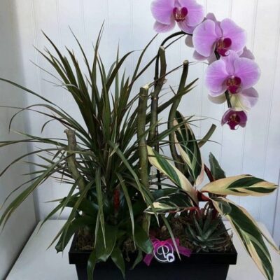 OR005-Orchids