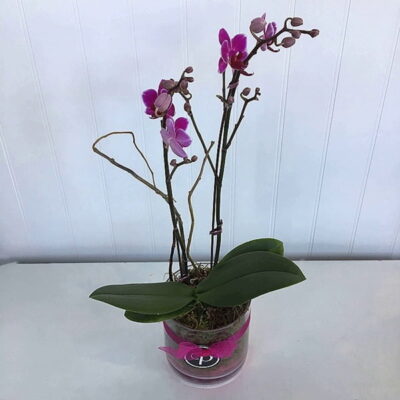 OR001-Orchids