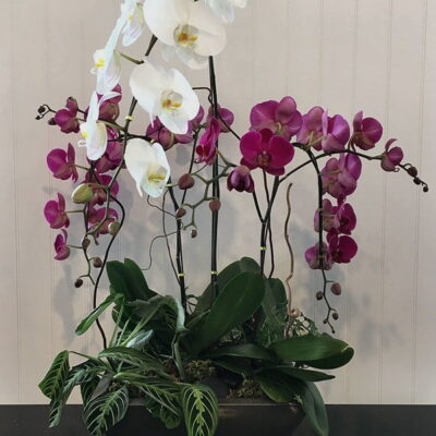 OR010-Orchids