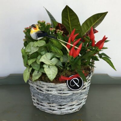 PL025 Sunshine Basket Plants
