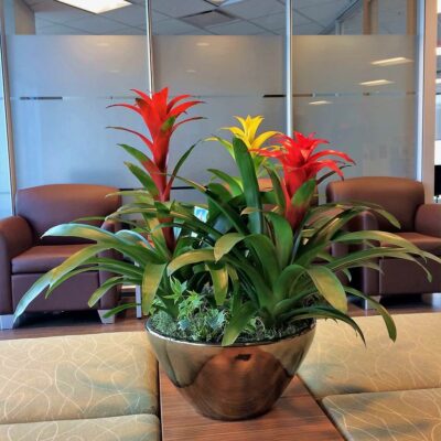 PL027 Bromeliad Trio Plants