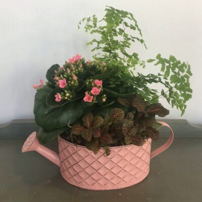 PL035 Seasonal Garden Plants