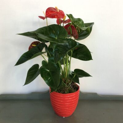 PL036 Anthurium Plants