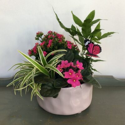 PL038 Happiness Plants