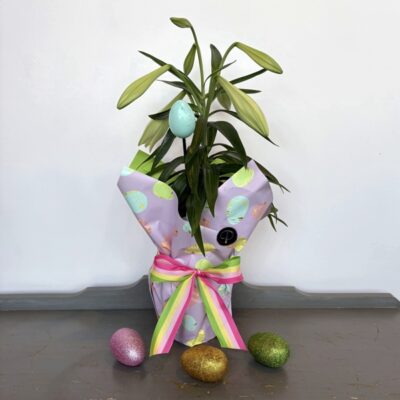 PL039 Easter Lily Plants