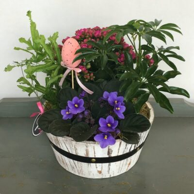 PL023 Vollage Barrel Garden Plants