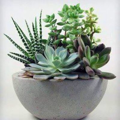 SC018-Succulents