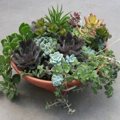 SC012-Succulents