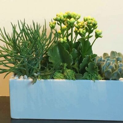 SC008-Succulents