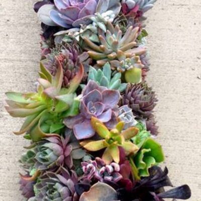 LX014-Luxury Succulents
