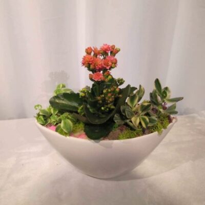 SC016-Succulents