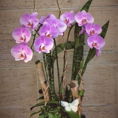 OR006-Orchids